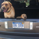 Illustration for article titled Top 12 Cutest Dogs In Land Rovers For National Love Your Pet Day